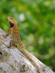 Obraz premium Changeable Lizard