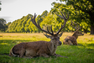 Amazing deer stag with majesty antlers portrait laying in the nature, park, meadow