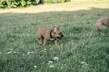 pies zwierzak domowy © Nikodem