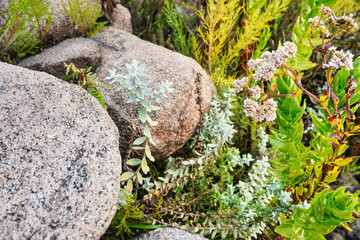 Local flora - grass and small flowers, most of it endemic to Madagascar growing in Andringitra National Park as seen during trek to peak Boby