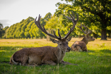 Amazing deer stag with majesty antlers portrait laying in the nature, park, meadow