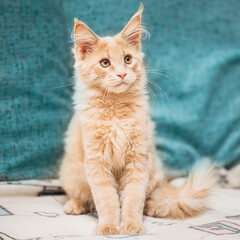 Obraz premium Funny Curious Young Red Ginger Maine Coon Kitten Cat Sitting At Home Sofa. Coon Cat, Maine Cat, Maine Shag