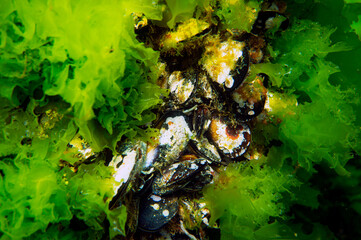 mussels in nature
