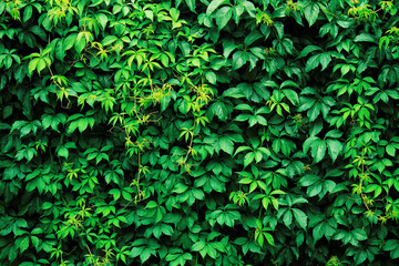 green leaves of tropical liana background fresh nature beautiful garden wallpaper texture leaf summer season