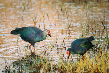 Goa, India. Two Grey-headed Swamphen Birds In Morning Looking For Food In Swamp. Porphyrio Poliocephalus