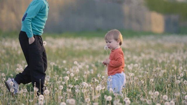 Bigger boy brig dandelion flower to baby child brother, seeds flowing