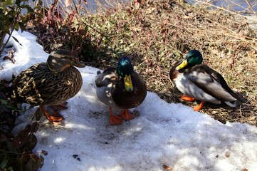 ducks at winter