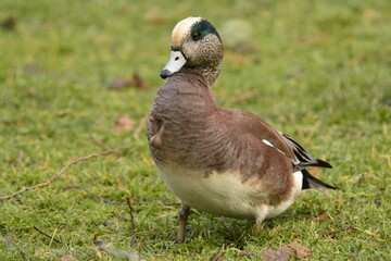 American Wigeon drake
