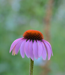 Echinacea