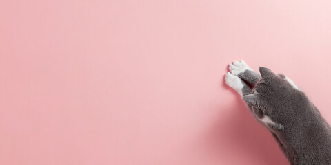 Grey cat on a pink background, looks and stretches paw. Copy space, banner, top view.