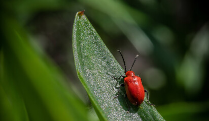 Bright red lily beetle sitting on a lily leaf. Selective focus..