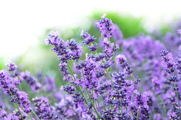 Obraz premium Field of Lavender, Lavandula angustifolia, Lavandula officinalis , on white background