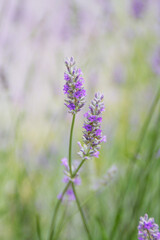 Field of Lavender, Lavandula angustifolia, Lavandula officinalis 