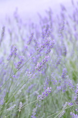 Fototapeta premium Field of Lavender, Lavandula angustifolia, Lavandula officinalis 