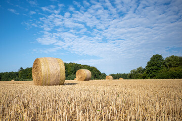 on  mown grain field lie round pressed bales of straw and the sky is blue