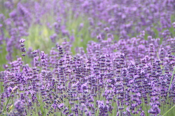 Field of Lavender, Lavandula angustifolia, Lavandula officinalis 