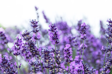 Field of Lavender, Lavandula angustifolia, Lavandula officinalis , on white background