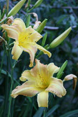 Obraz premium Two large yellow lilies on a dark green background