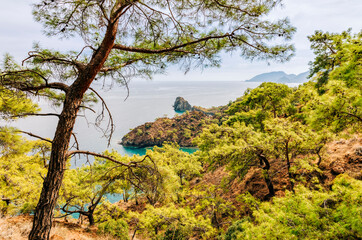 Fototapeta na wymiar Turquoise Coast with pine trees and Mediterranean Sea
