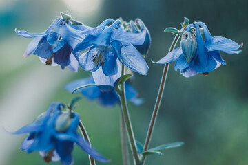 Blue flowers of aquilegia. Aquilegia or Columbine in spring garden. Family Ranunculaceae. Order Ranunculales. Subfamily Thalictroideae. Blue flowers like bluebells close up.