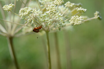 Close-up of umbrella plants and insects on it in the forest