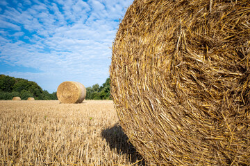 on  mown grain field lie round pressed bales of straw and the sky is blue