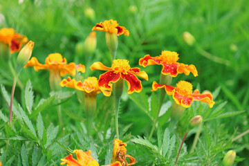 marigolds in the garden	