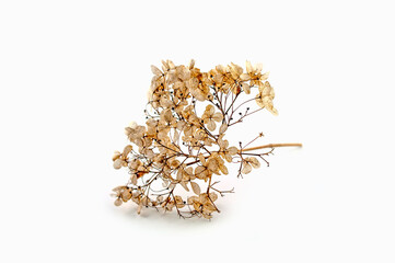 Dried yellow inflorescences of Achillea millefolium or hydrangea, isolated against a white background. The seed heads form a frame.