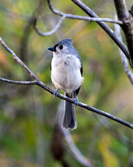 Titmouse bird stock photos. Image. Picture. Portrait. Close-up profile view. Perched on a branch with blur background.