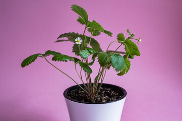 Bush of blooming strawberry plant, wild fragaria in a white pot on magenta background