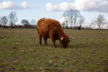 Cattle in Ishøj Mose Denmark