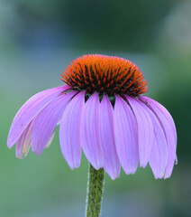 Echinacea 