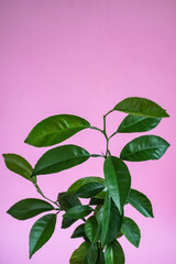 Green leaves on magenta background, home growth young orange tree 
