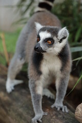 Ring-Tailed Lemur (Lemur catta) in nature, green background, funny wild animal