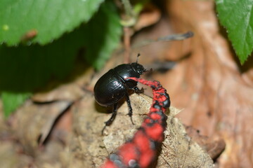 Black beetle on leaves in summer forest