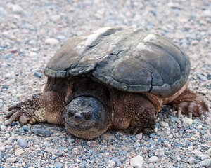 Turtle Snapping turtle photo.  Close-up profile view by the pond displaying its turtle shell, head, eye, nose, mouth, paws, walking on gravel  in its environment and habitat with a blur background.