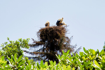 View of a stork nest with three young white storks