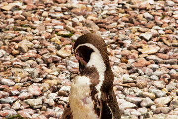 View of a Humboldt penguin on a stone beach, Spheniscus humboldti, from the genus Jackass penguins