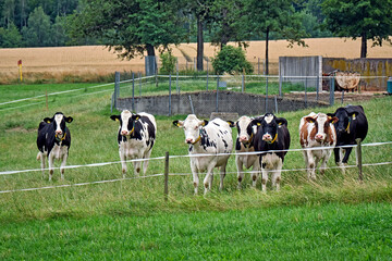 Fototapeta premium Junge Kühe auf der Weide. 