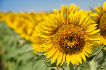 Fototapeta premium Head of a blooming sunflower in a field against the blue sky. Agricultural plants grow in rows during active growth and flowering.
