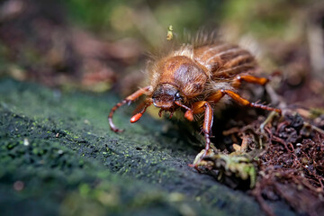 Gerippter Brachkäfer / Junikäfer ( Amphimallon solstitiale ).