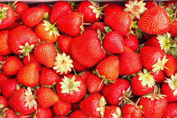 Freshly harvested Red Strawberries, Juicy Strawberries directly above