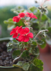 Red Geranium Zonal, garden geranium, Pelargonium hortorum with red flowers