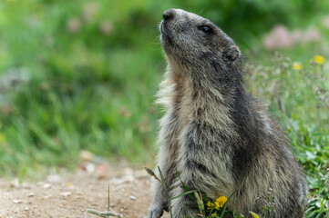Wild Alpine marmots, Saas-Fee, Switzerland, Europe.
Marmots are not afraid of people and begging for food near their burrow at a  steep alpine slope near Spielboden gondola lift station in Saas-Fee