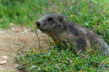 Naklejka na ściany i meble Wild Alpine marmots, Saas-Fee, Switzerland, Europe. Marmots are not afraid of people and begging for food near their burrow at a steep alpine slope near Spielboden gondola lift station in Saas-Fee