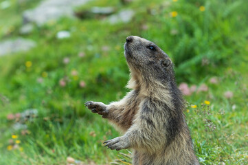 Naklejka na ściany i meble Wild Alpine marmots, Saas-Fee, Switzerland, Europe. Marmots are not afraid of people and begging for food near their burrow at a steep alpine slope near Spielboden gondola lift station in Saas-Fee