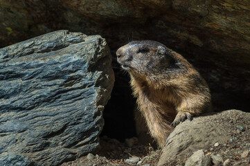 Wild Alpine marmots, Saas-Fee, Switzerland, Europe. Representatives of a marmots family are not afraid of people near their burrow under the big rock at a slope near the Spielboden lift in Saas-Fee