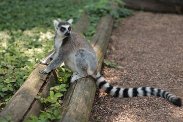 Ring-Tailed Lemur (Lemur catta) in nature, green background, funny wild animal