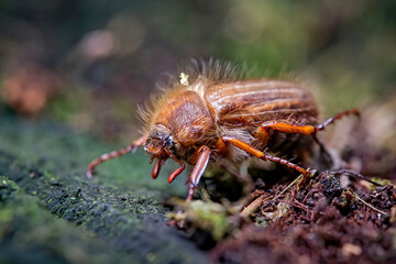 Gerippter Brachkäfer / Junikäfer ( Amphimallon solstitiale ).