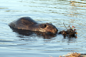 Fototapeta premium Beaver Stock Photos. Beaver with mud to build lodge. North American beaver. Fur trade economy. Image. Picture. Portrait. Water background. Valuable fur.